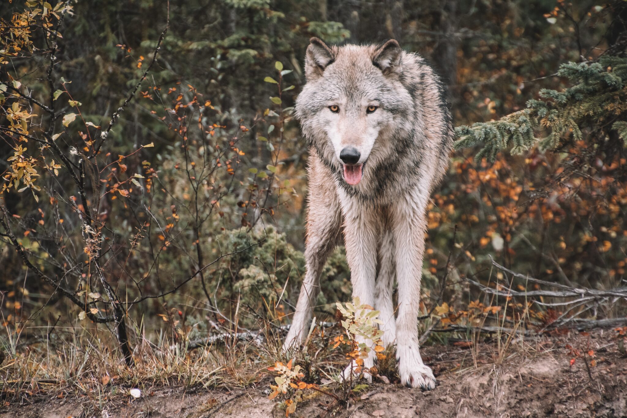 wolf in het bos