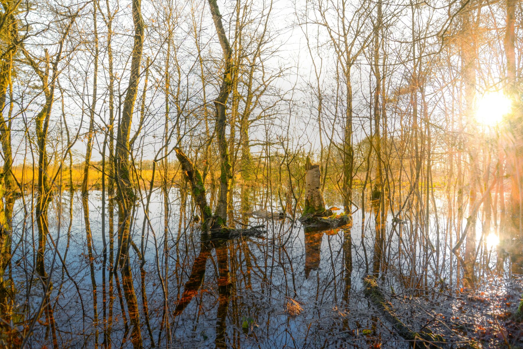 Klimaatadaptatie, natuur